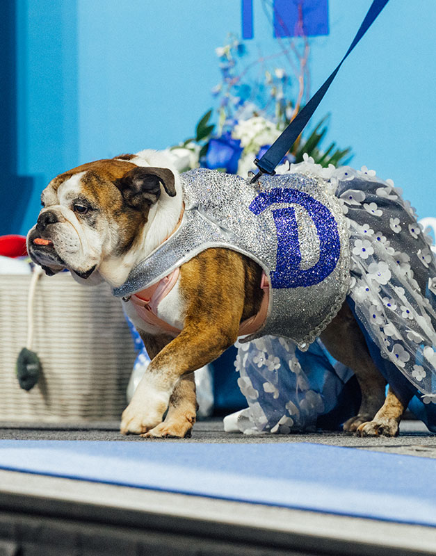 Flora, the 47th Beautiful Bulldog Contest Winner from 2026.