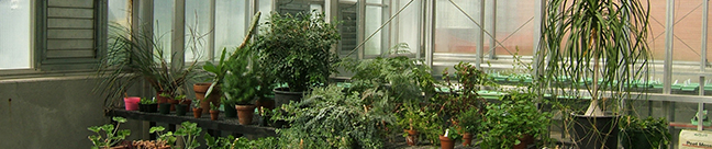 Image of a green house