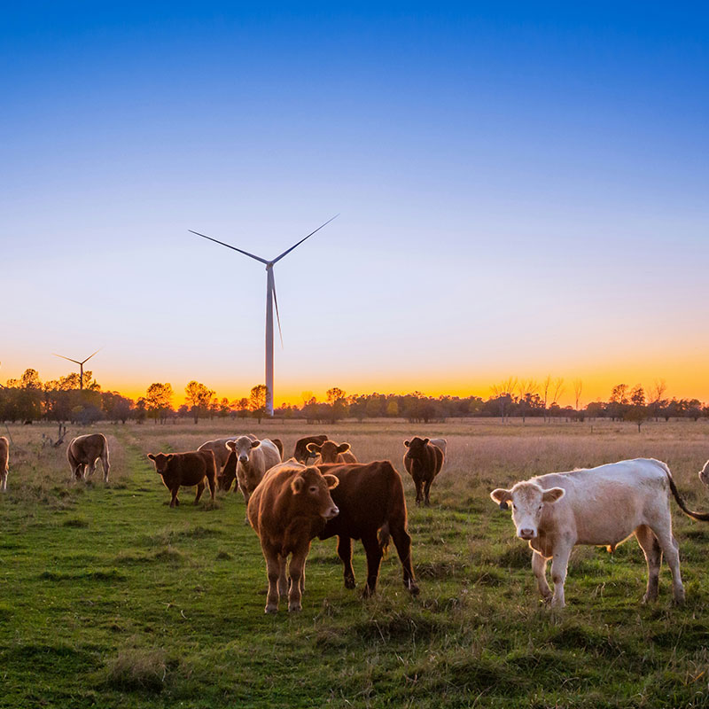 Cows grazing in a grassy field at sunset, with a wind turbine in the background under a clear sky.