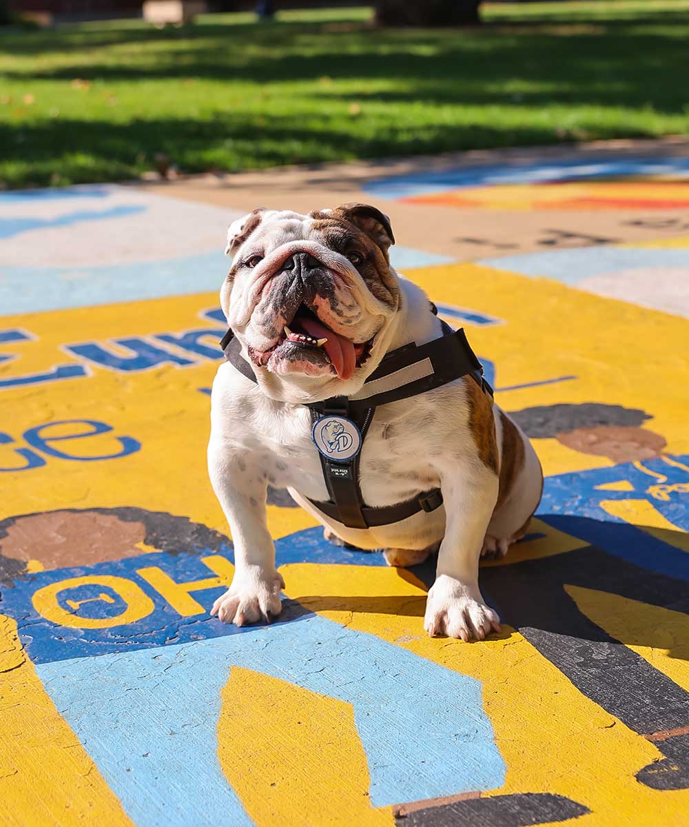 George sitting on painted street on campus with a big smile and his tongue hanging out