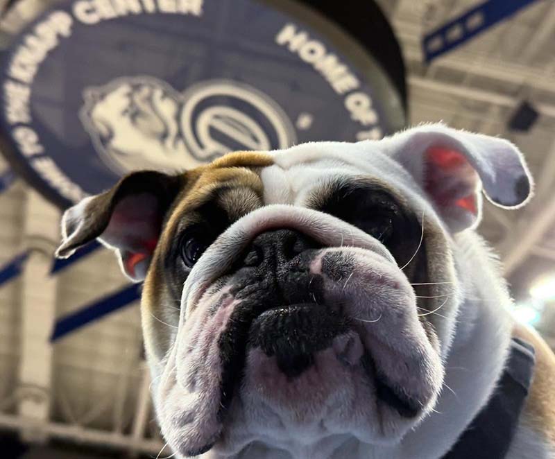 Griff III (Gus) looking down at the camera with the ceiling of the Knapp Center behind him.