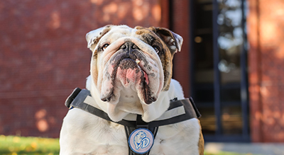 Griff II sitting in front of Cowles Library.