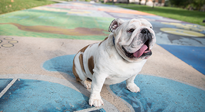 Griff I sitting on Painted Street smiling with his tongue out.