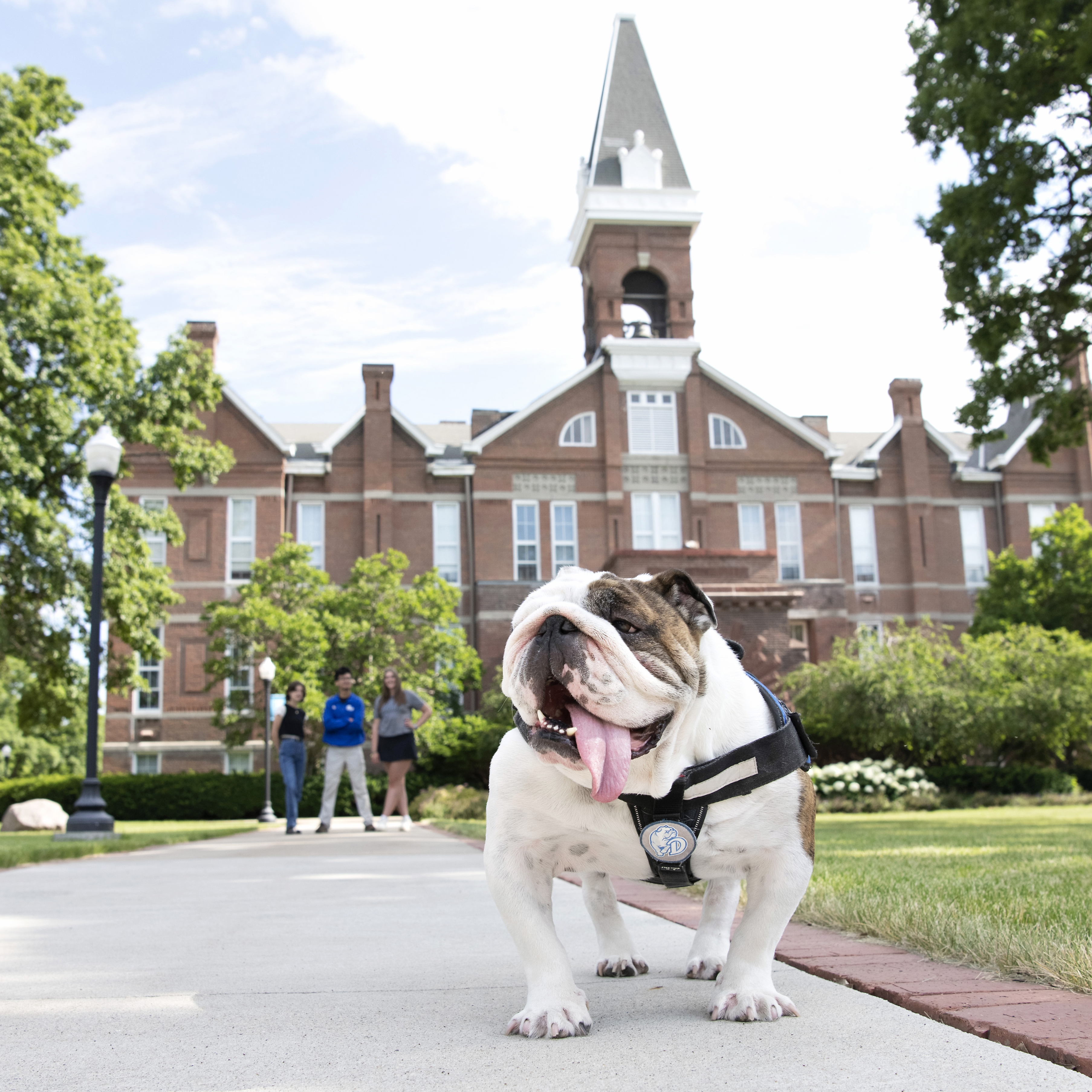 Griff, the Drake University bulldog, wanders along a path that passes by a brick building and bushes on campus; three students stand in the background