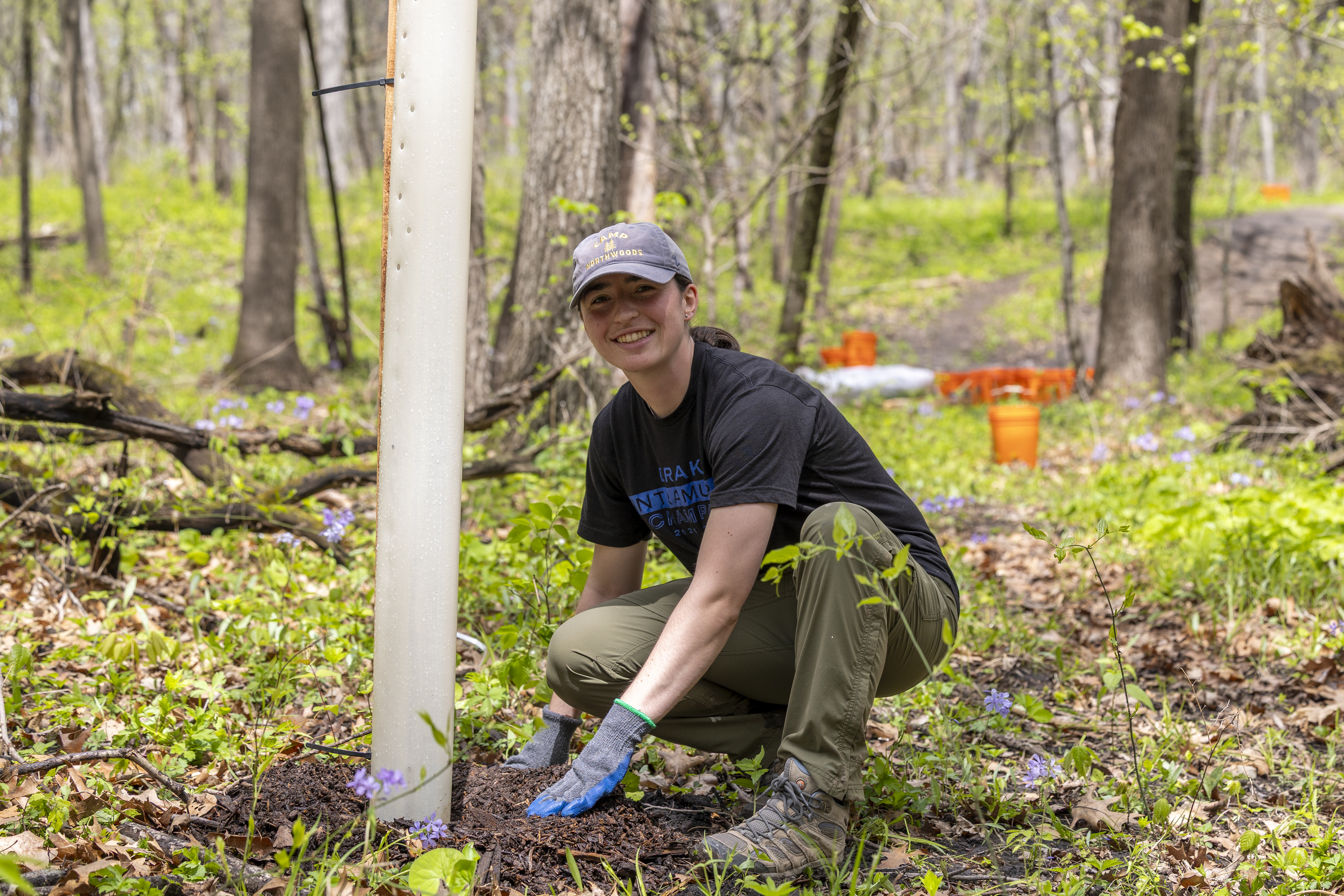 A Drake student, in gloves and a ball cap, squats as they plant trees in a wooded area