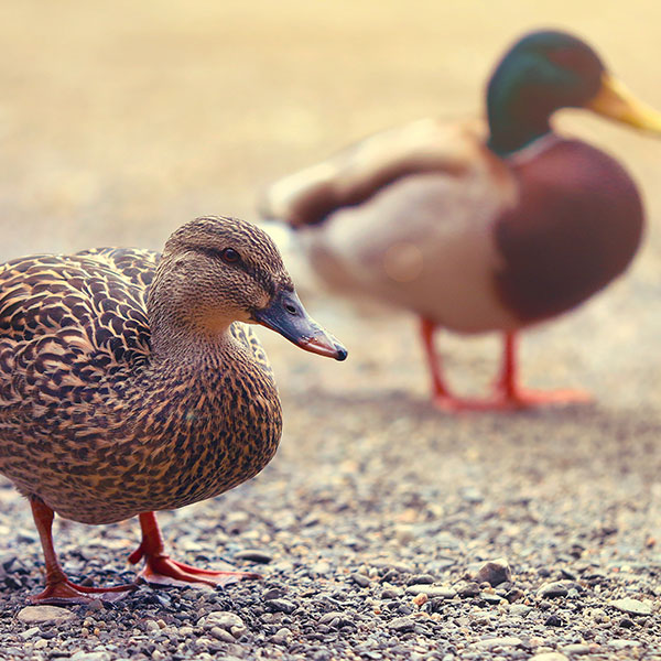 Two ducks standing on concrete