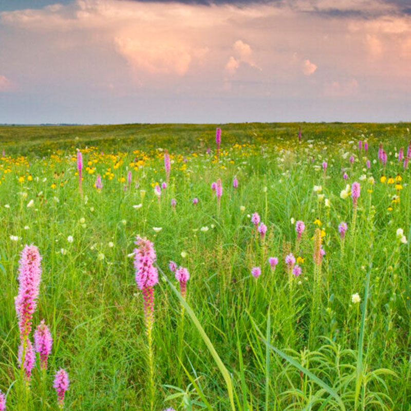 Prairie grass and flowers on Dunn Ranch.